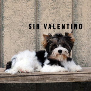 Biewer Terrier Puppy Boy Sir Valentino