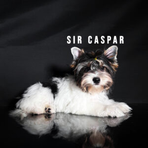 Biewer Terrier Puppy Boy Sir Caspar