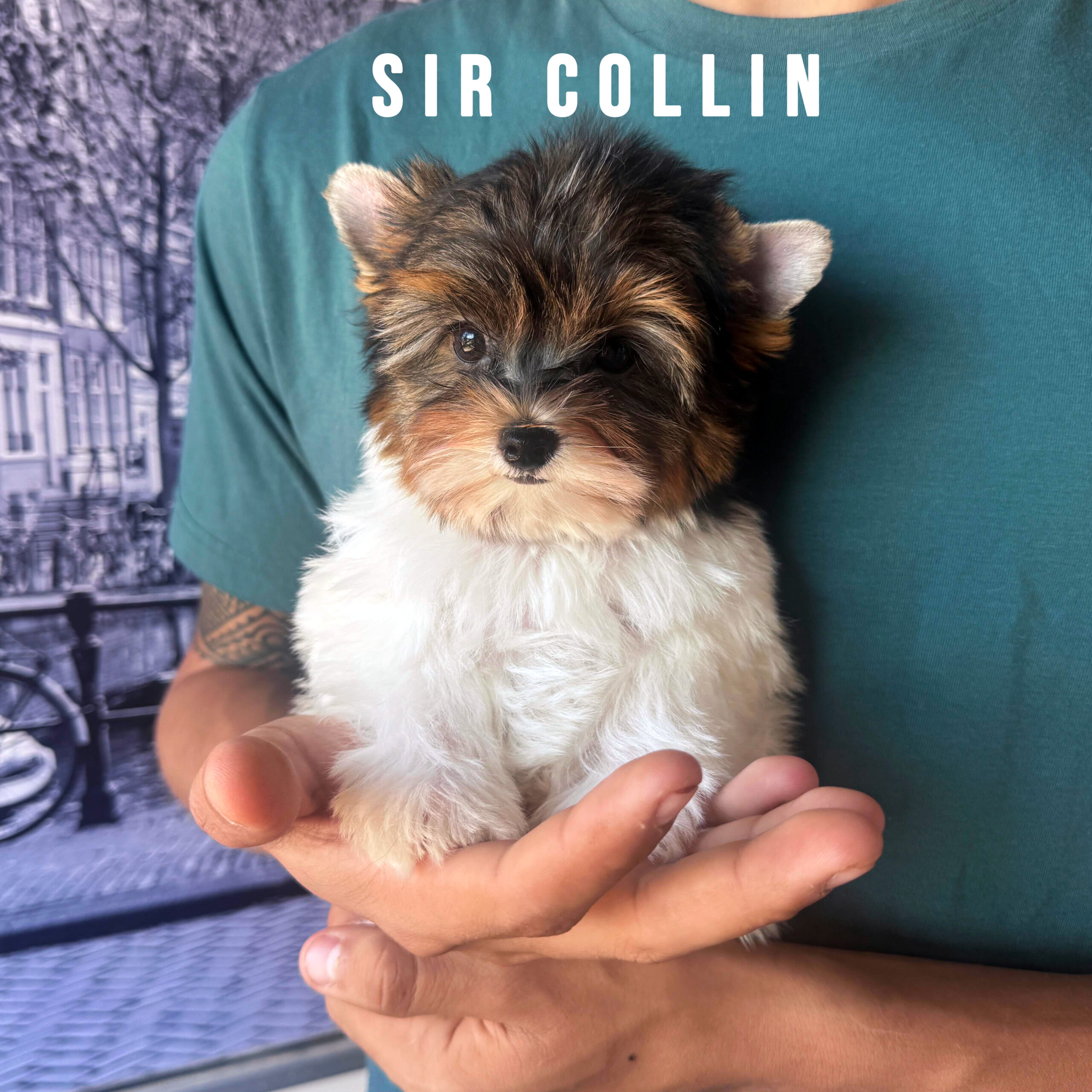 Biewer Terrier Mini Puppy Boy Sir Collin - Image 3