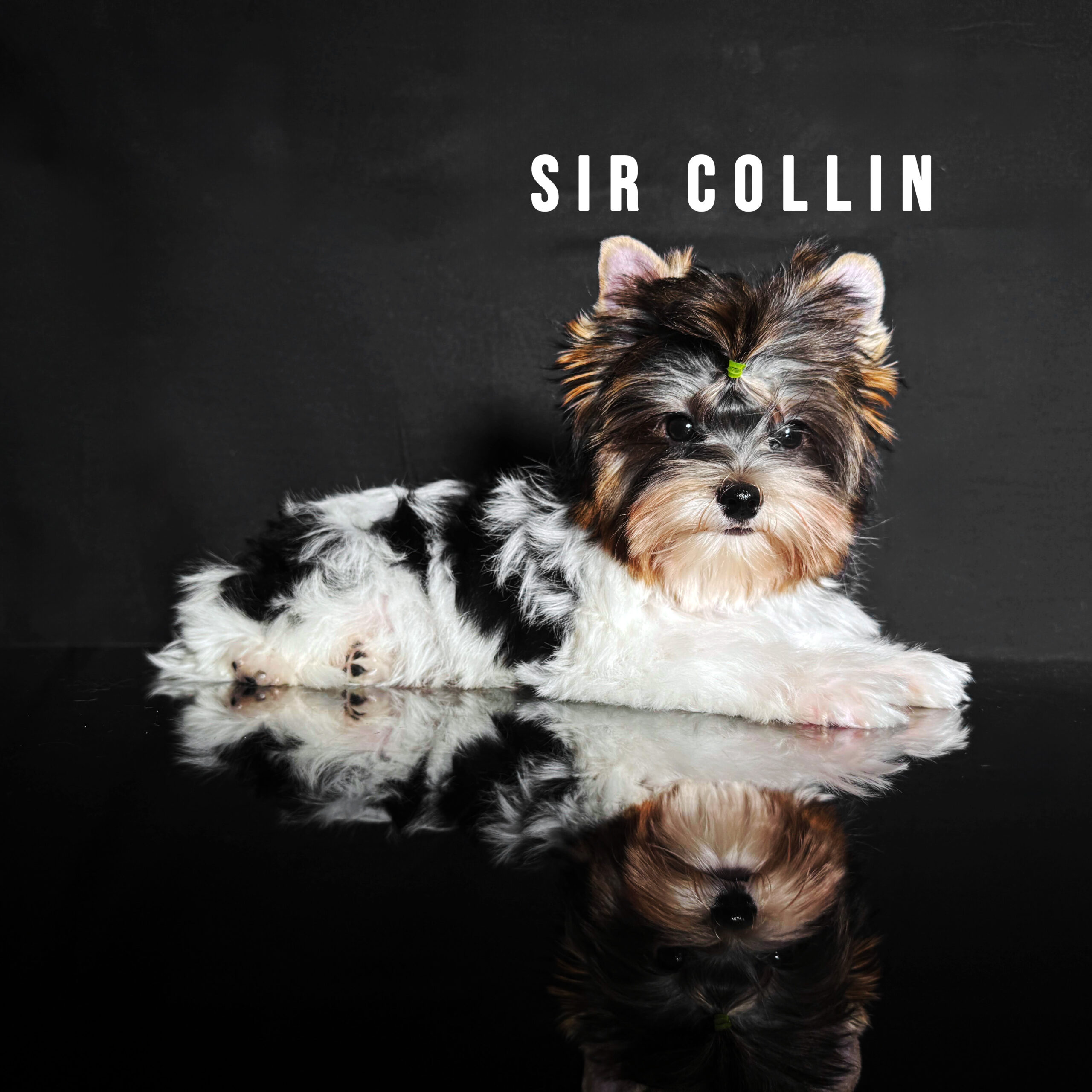 Biewer Terrier Mini Puppy Boy Sir Collin