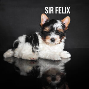 Biewer Terrier Boy Puppy Sir Felix