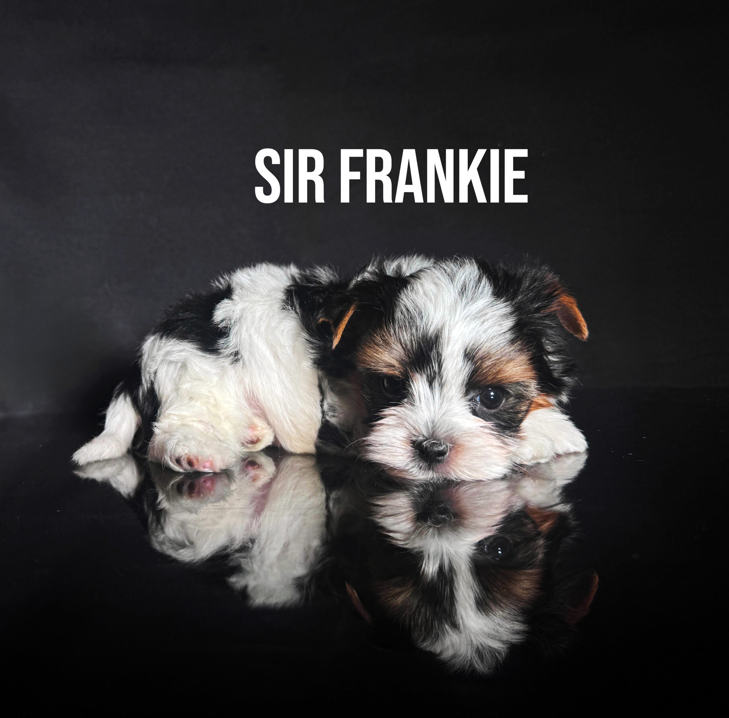 Biewer Terrier Boy Puppy Sir Frankie