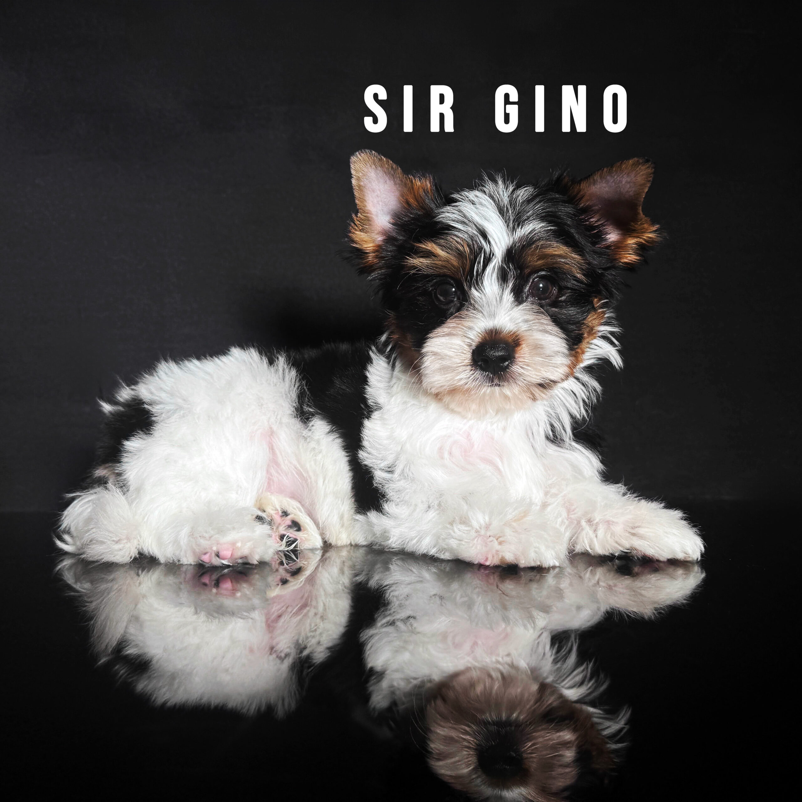 Biewer Terrier Puppy Boy Sir Gino