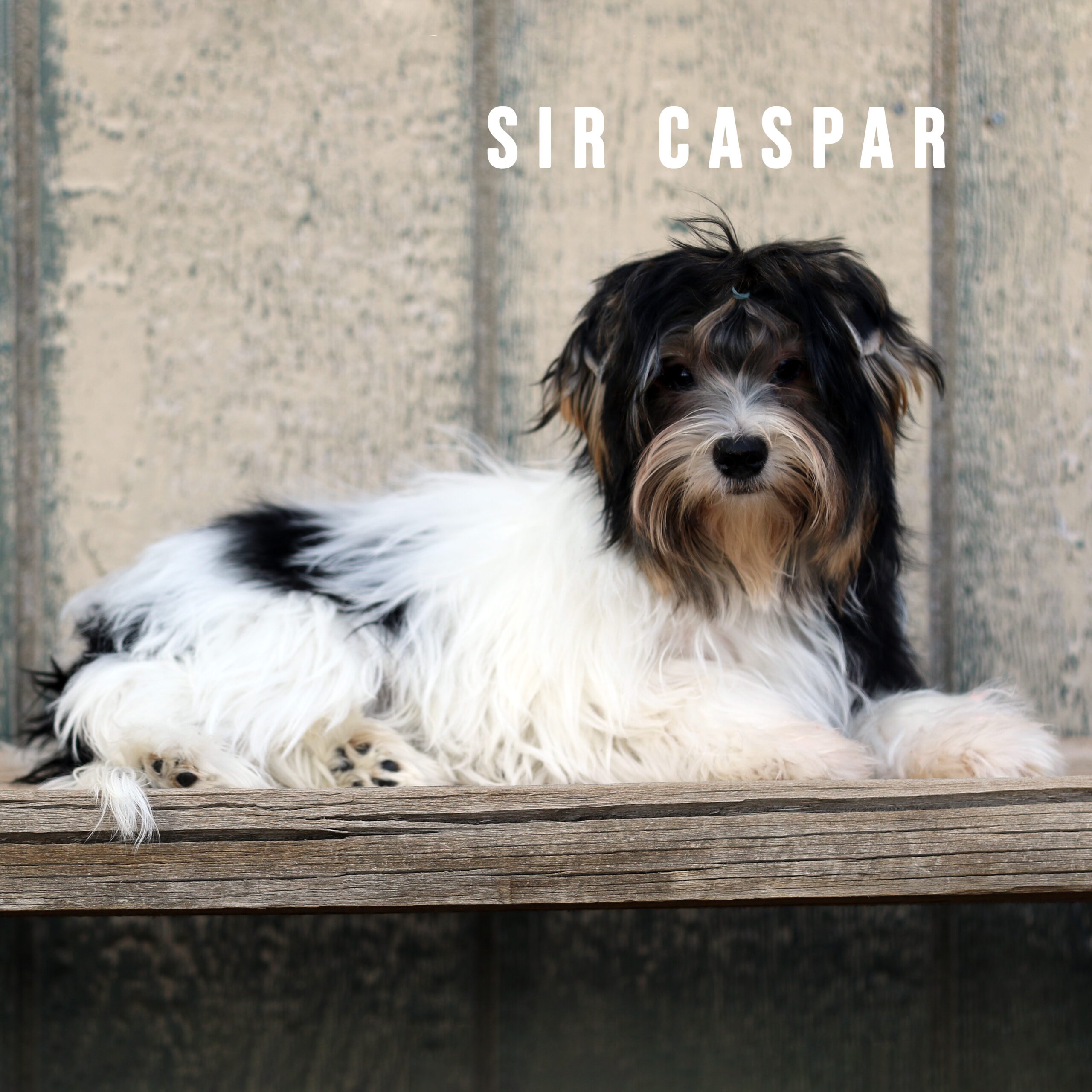 Biewer Terrier Puppy Boy Sir Caspar