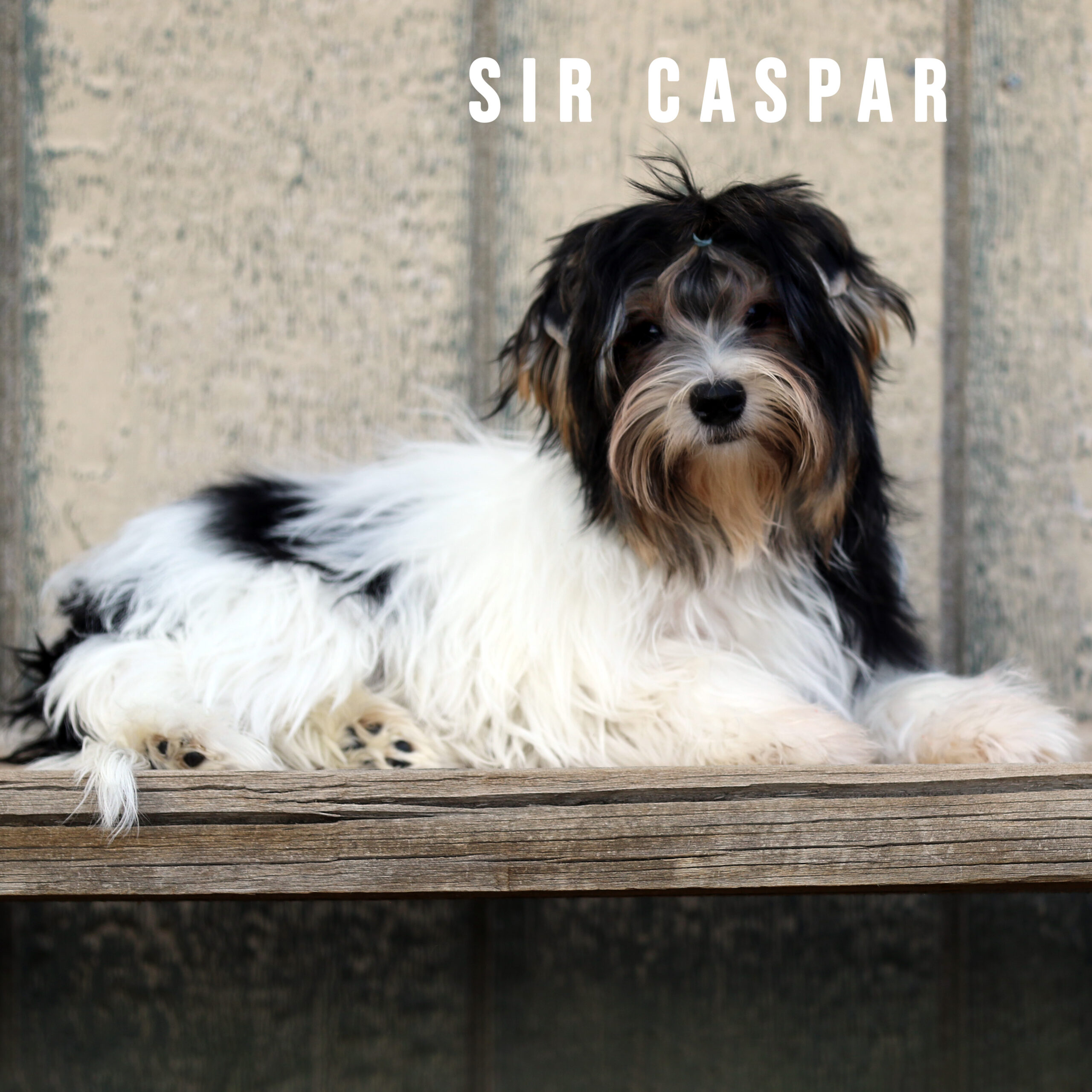 Biewer Terrier Puppy Boy Sir Caspar - Image 2