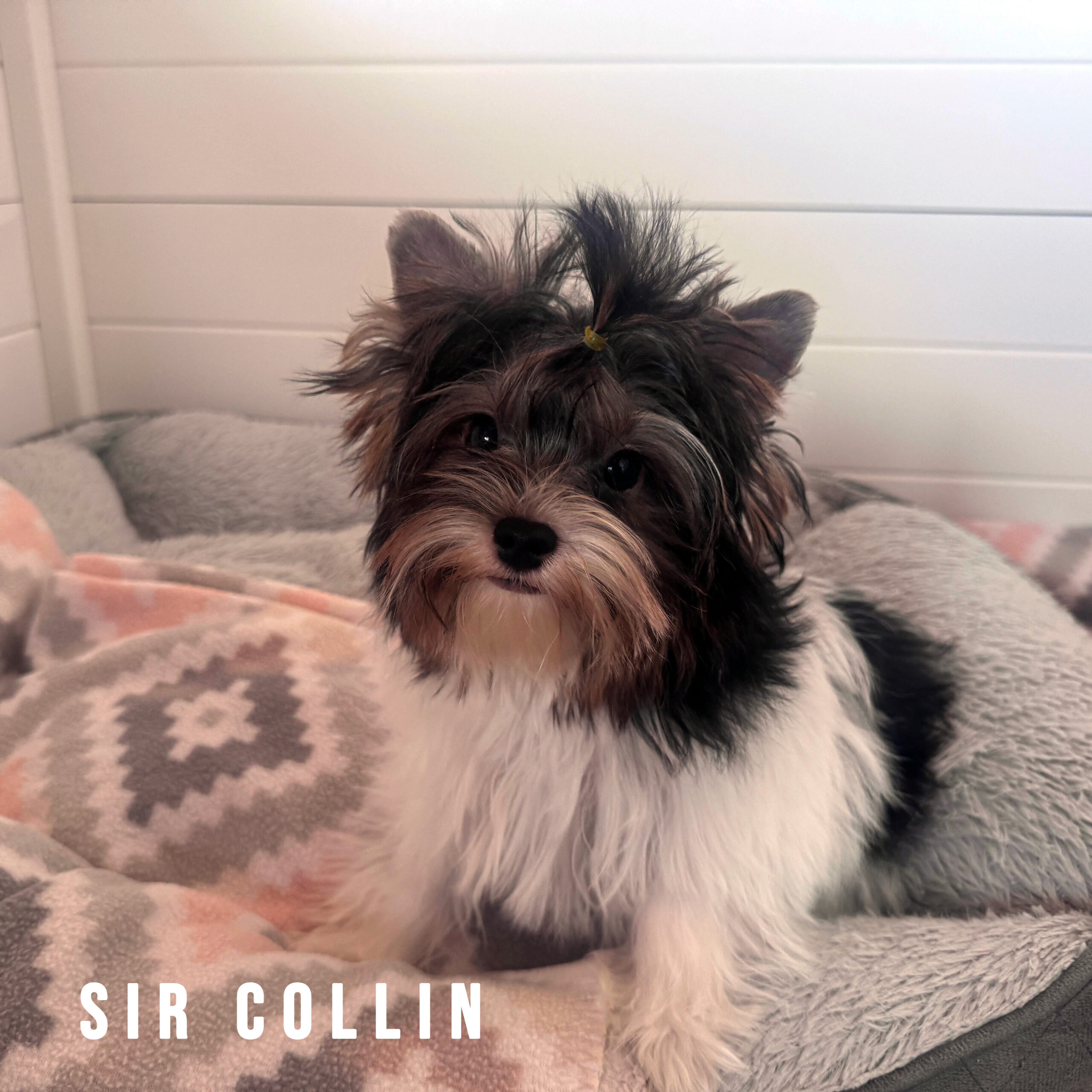 Biewer Terrier Mini Puppy Boy Sir Collin - Image 2