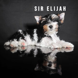 Biewer Terrier Puppy Boy Sir Elijah