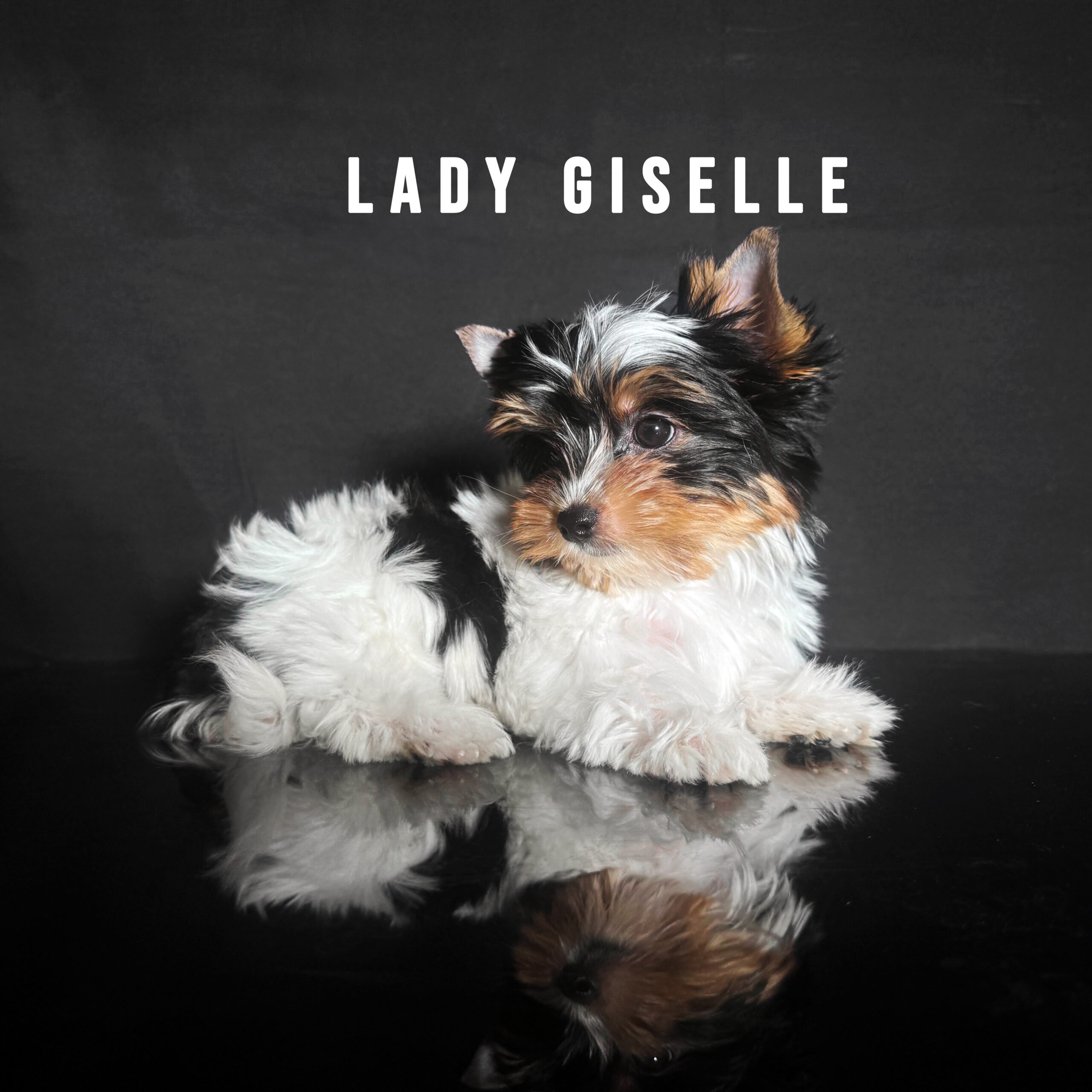 Biewer Terrier Puppy Girl Lady Giselle - Image 2