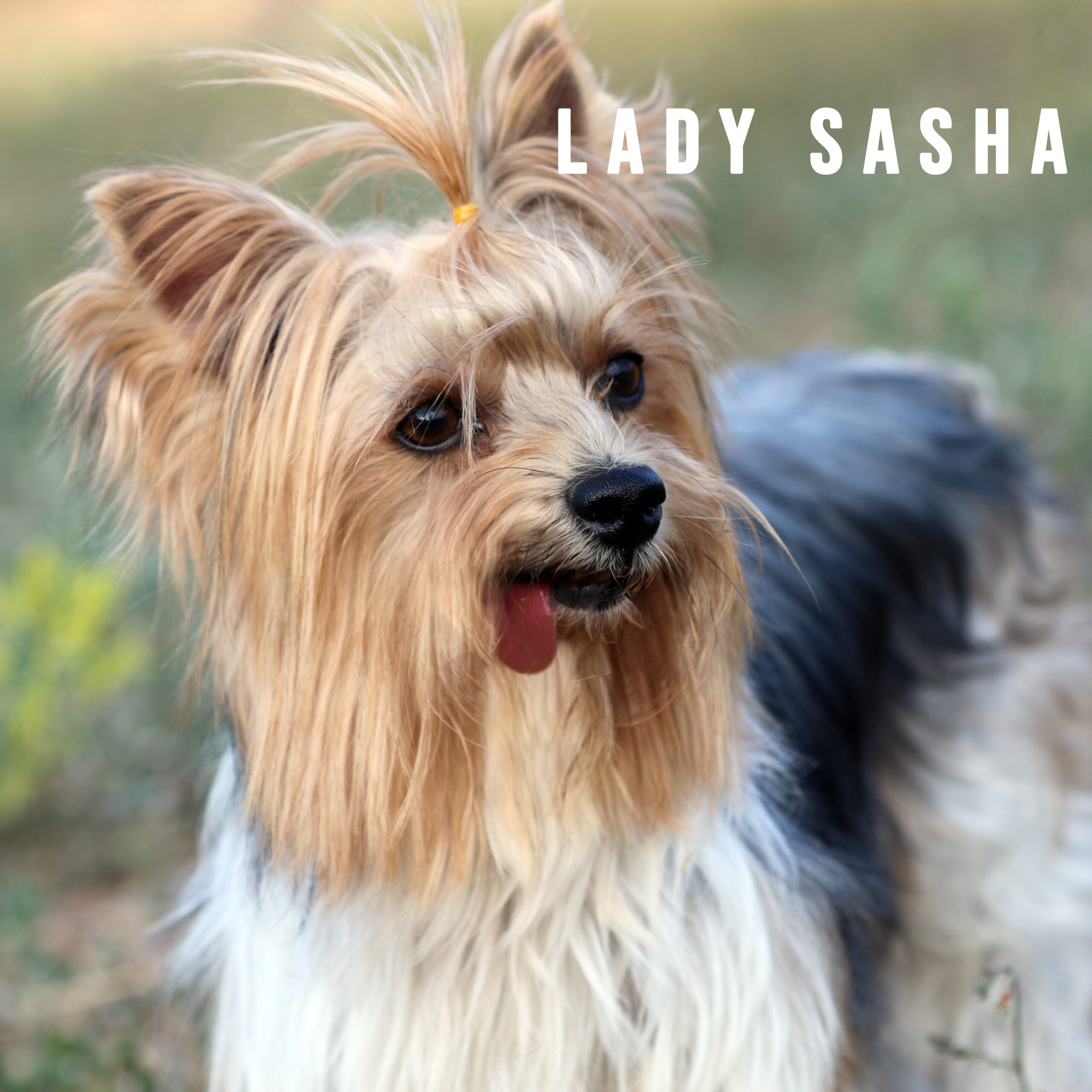 Biewer Terrier Adult Girl Lady Sasha