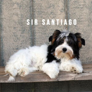 Biewer Terrier Puppy Boy Sir Santiago