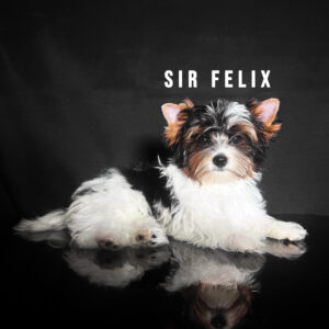 Biewer Terrier Mini Puppy Boy Sir Felix