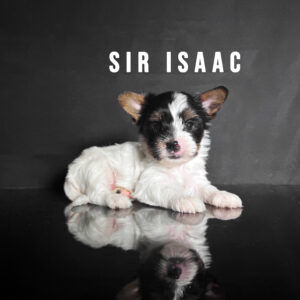Biewer Terrier Puppy Boy Sir Isaac