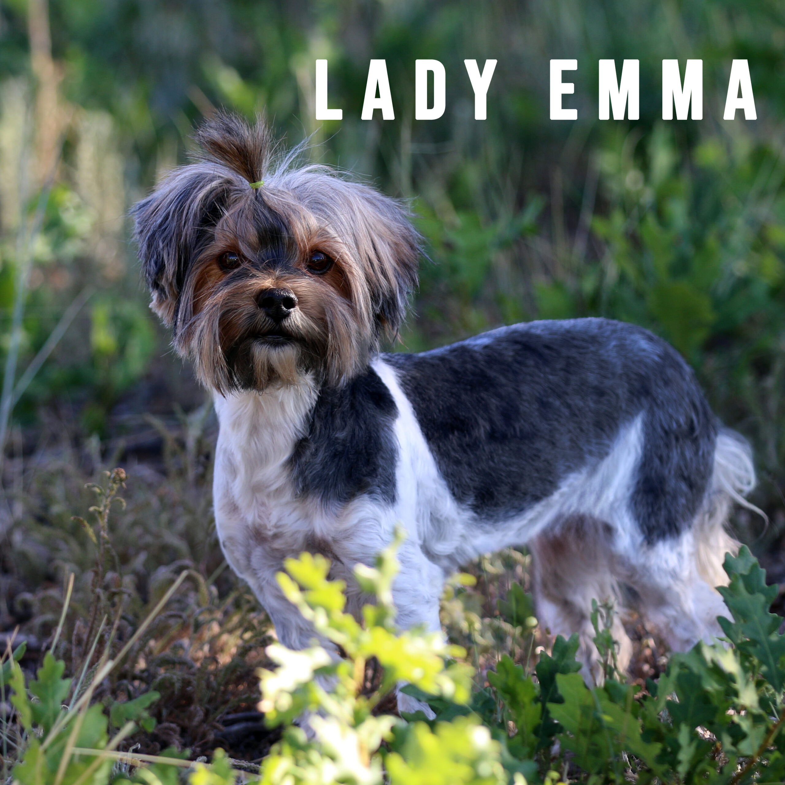 Biewer Terrier Adult Girl Lady Emma