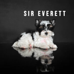 Biewer Terrier Puppy Boy Sir Everett