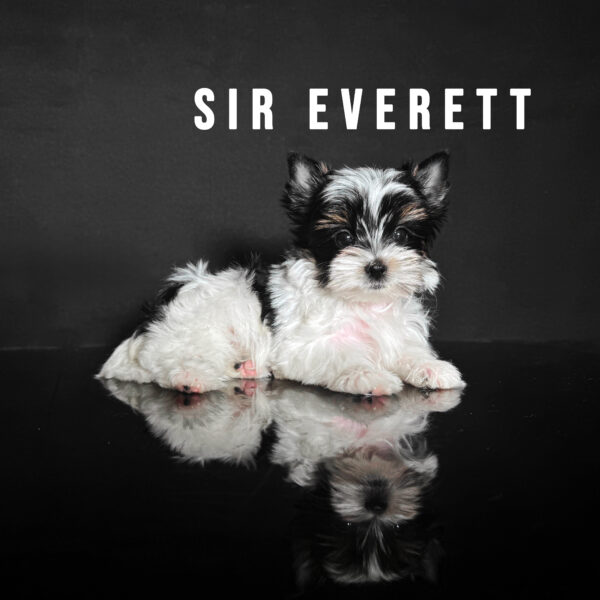 Biewer Terrier Puppy Boy Sir Everett