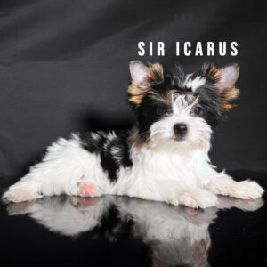 Biewer Terrier Puppy Boy Sir Icarus