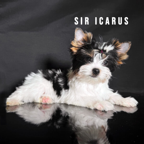 Biewer Terrier Puppy Boy Sir Icarus - Image 2