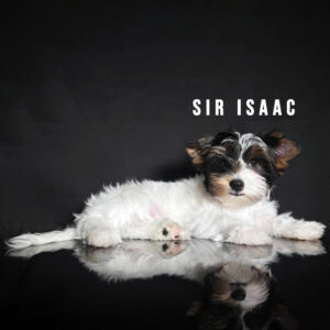 Biewer Terrier Puppy Boy Sir Isaac