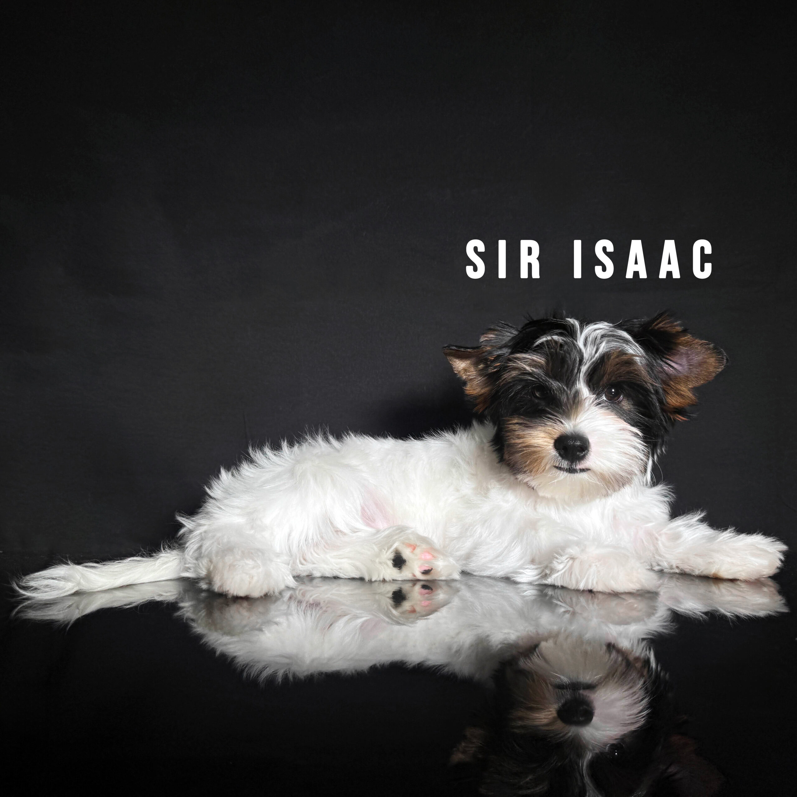 Biewer Terrier Puppy Boy Sir Isaac