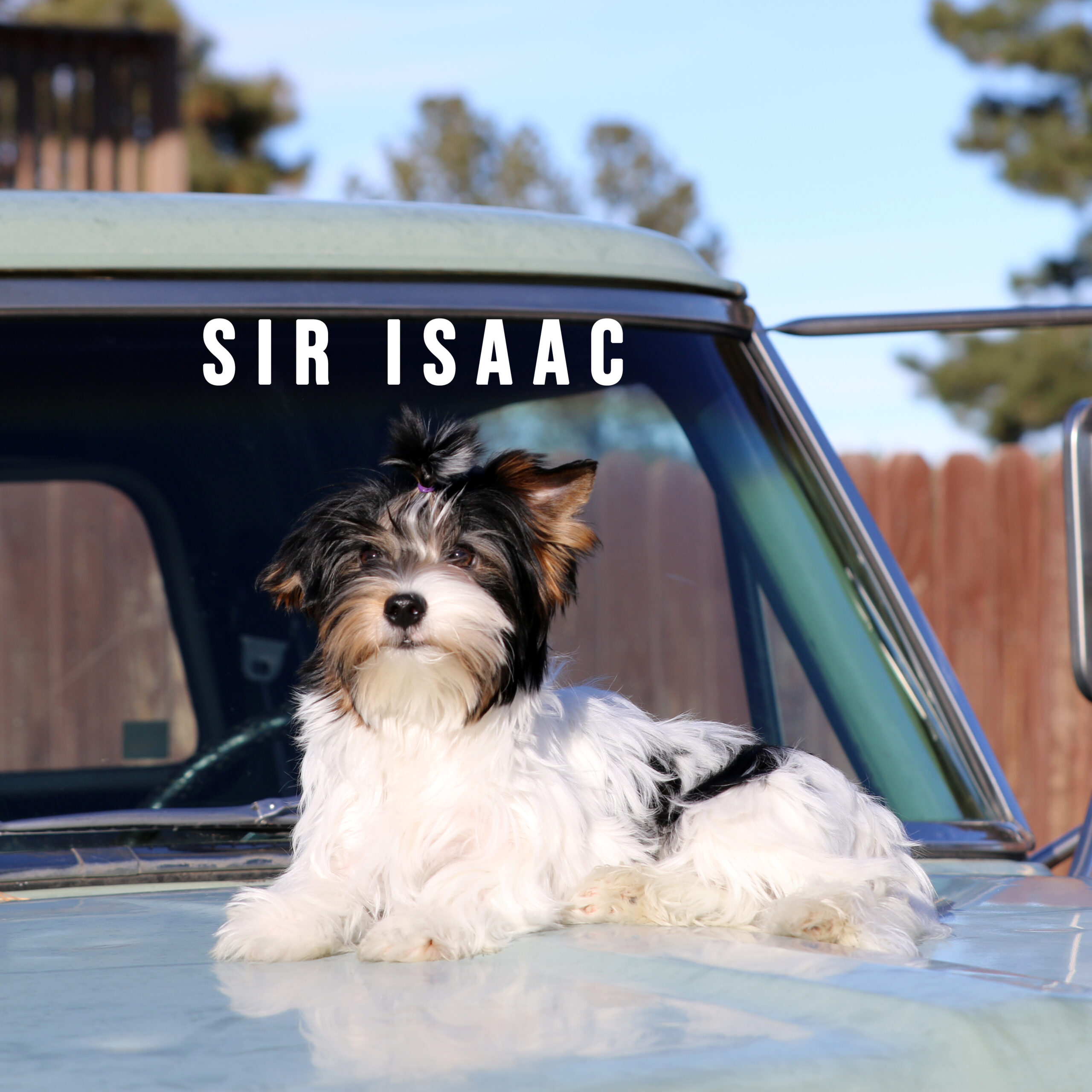 Biewer Terrier Puppy Boy Sir Isaac - Image 2