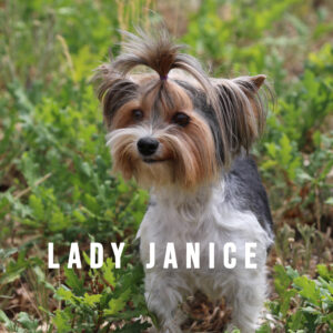 Biewer Terrier Adult Girl Lady Janice