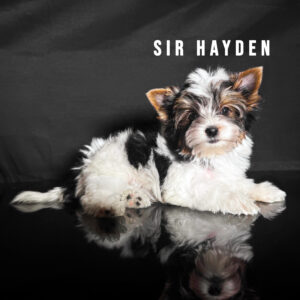 Biewer Terrier Puppy Boy Sir Hayden