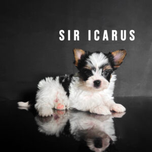 Biewer Terrier Puppy Boy Sir Icarus
