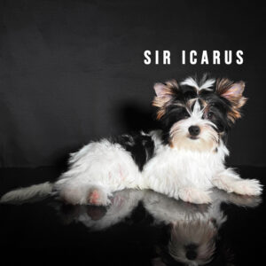 Biewer Terrier Puppy Boy Sir Icarus