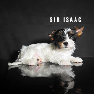 Biewer Terrier Puppy Boy Sir Isaac