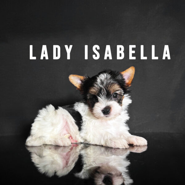Biewer Terrier Puppy Girl Lady Isabella