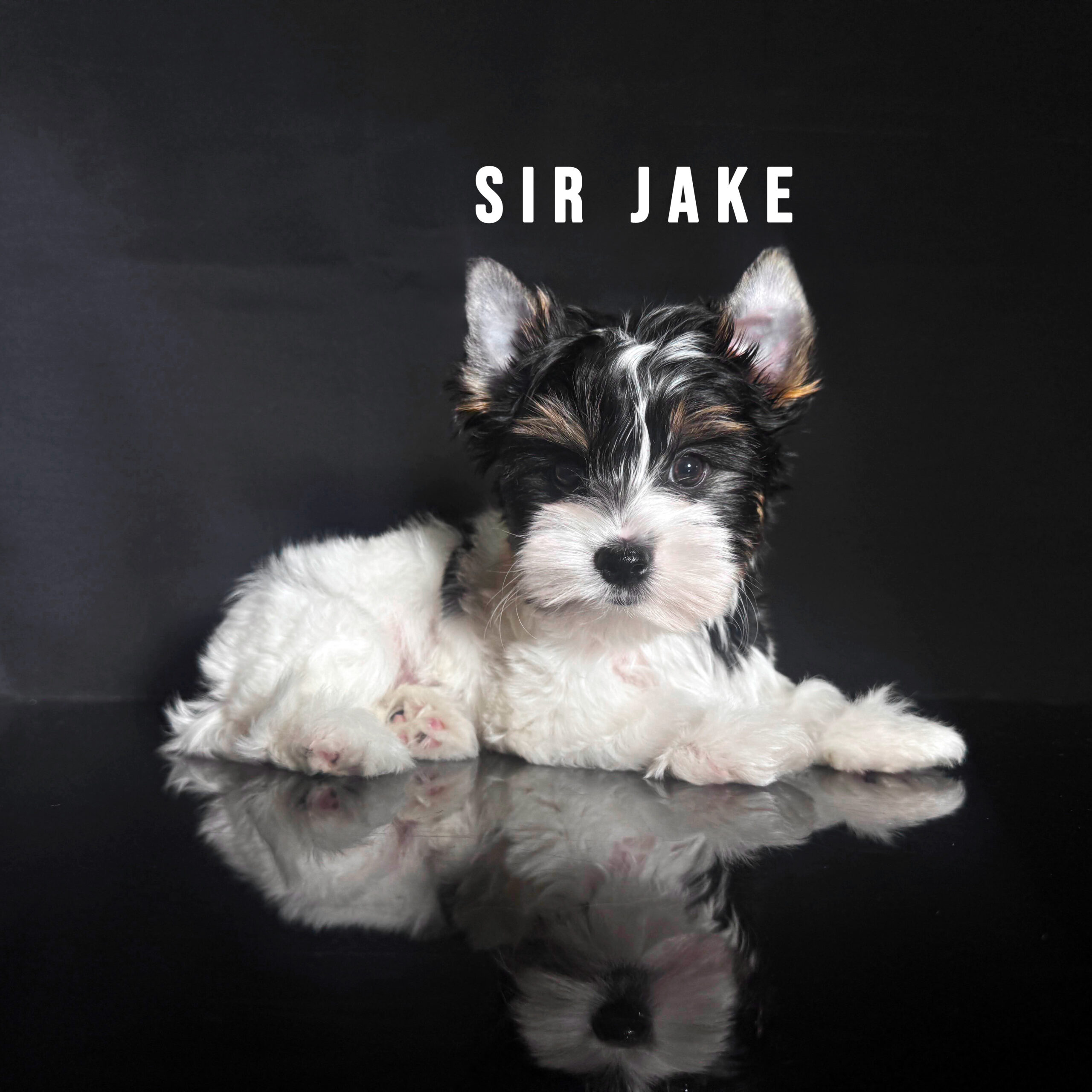 Biewer Terrier
