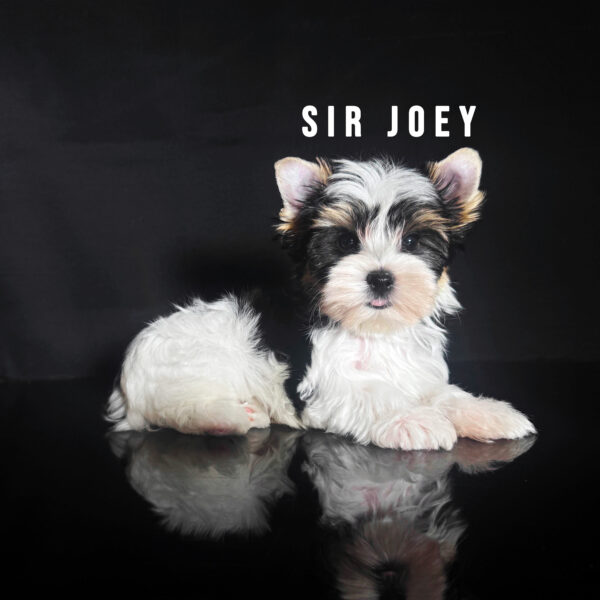 Biewer Terrier Puppy Boy Sir Joey