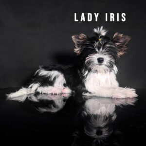 Biewer Terrier Puppy Girl Lady Iris