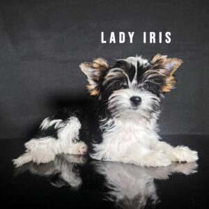 Biewer Terrier Puppy Girl Lady Iris
