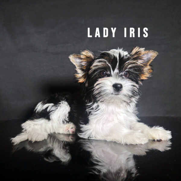 Biewer Terrier Puppy Girl Lady Iris