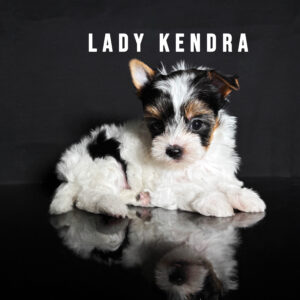 Biewer Terrier Puppy Girl Lady Kendra