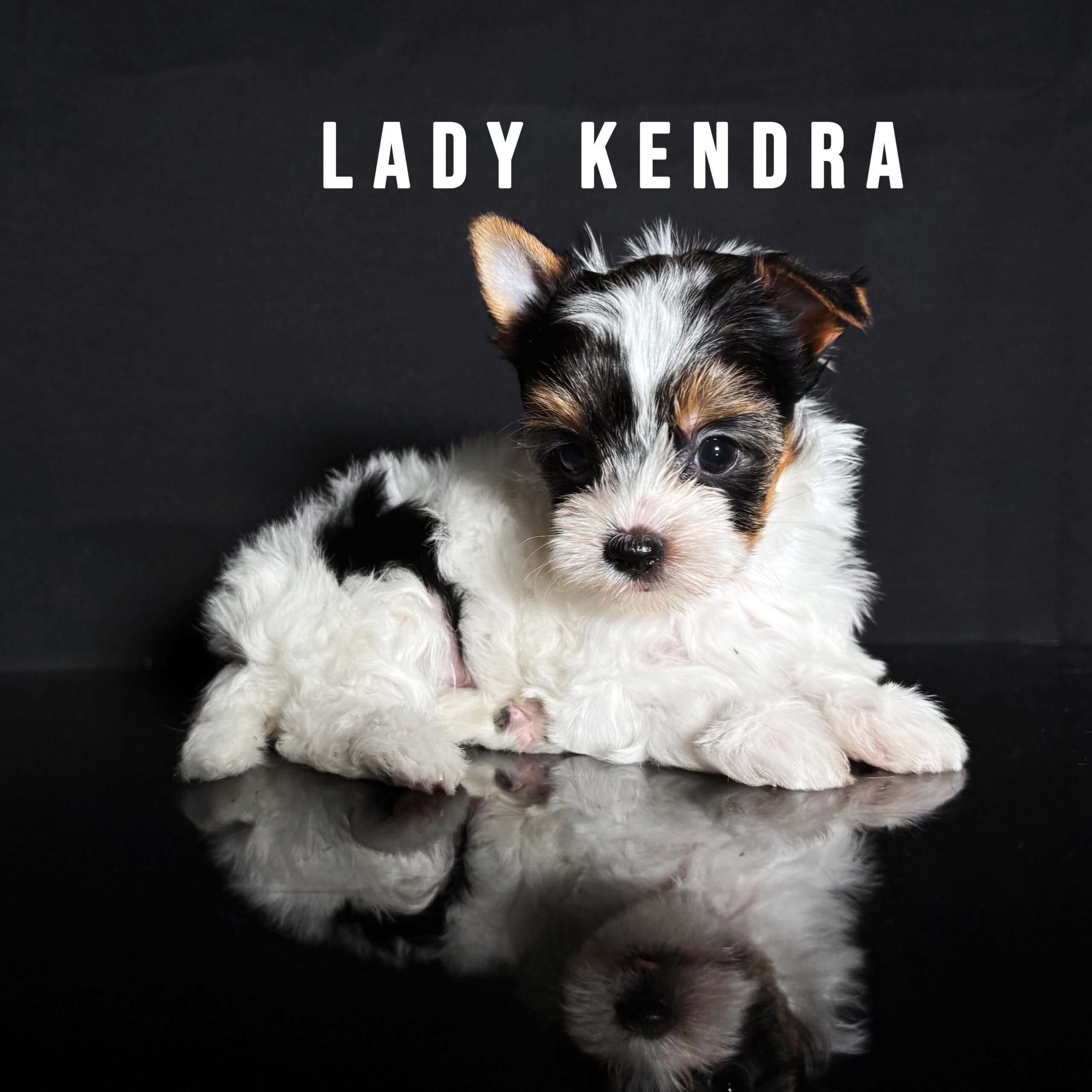 Biewer Terrier Puppy Girl Lady Kendra