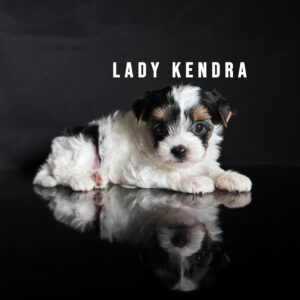 Biewer Terrier Puppy Girl Lady Kendra