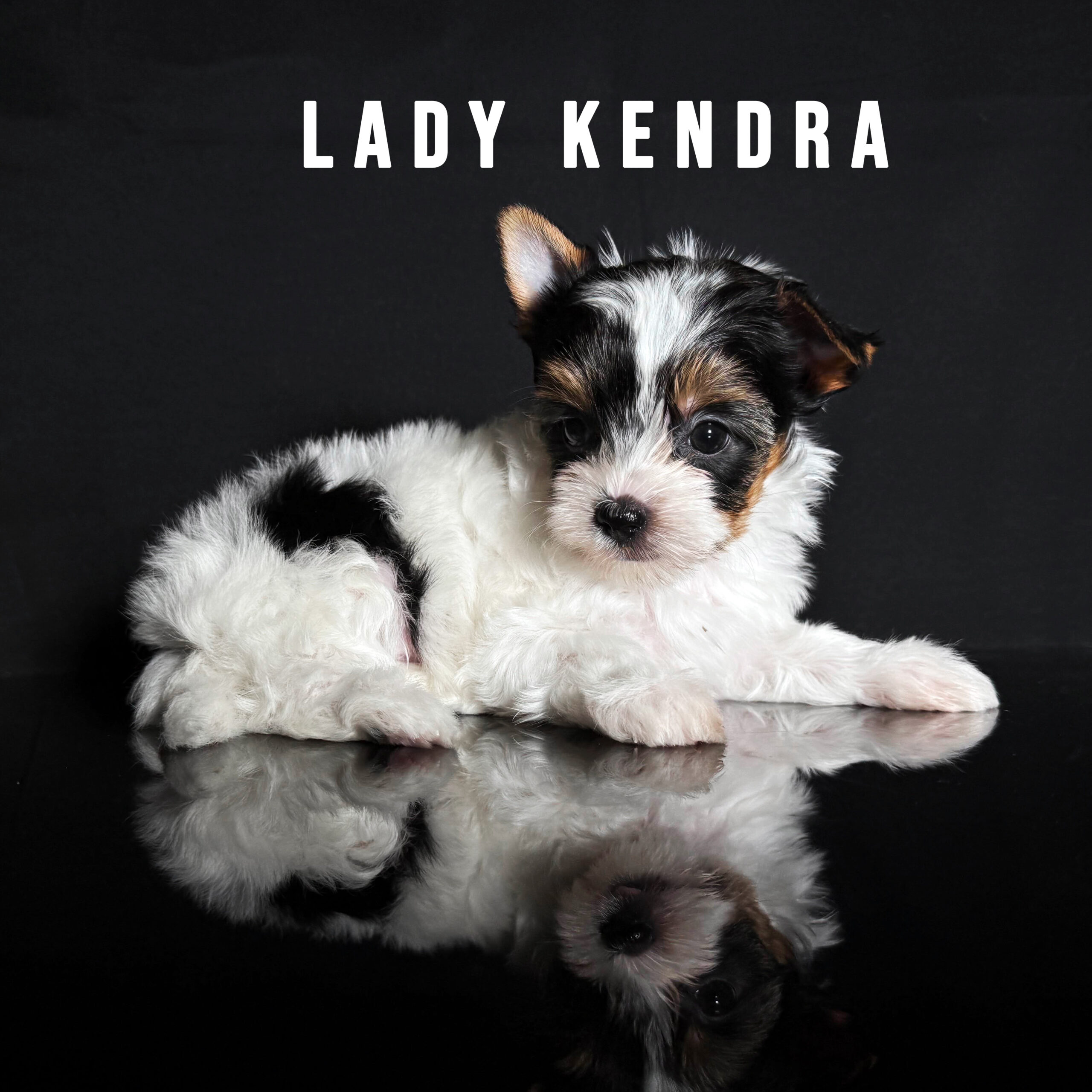 Biewer Terrier Puppy Girl Lady Kendra - Image 2