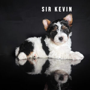 Biewer Terrier Puppy Boy Sir Kevin