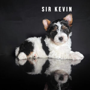 Biewer Terrier Puppy Boy Sir Kevin