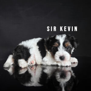 Biewer Terrier Puppy Boy Sir Kevin