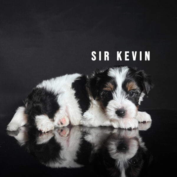 Biewer Terrier Puppy Boy Sir Kevin