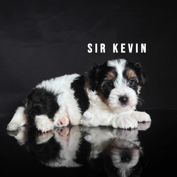 Biewer Terrier Puppy Boy Sir Kevin - Image 2