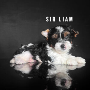 Biewer Terrier Puppy Boy Sir Liam
