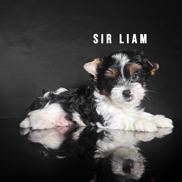 Biewer Terrier Puppy Boy Sir Liam