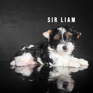 Biewer Terrier Puppy Boy Sir Liam