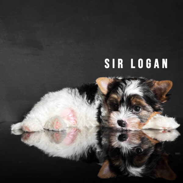 Biewer Terrier Puppy Boy Sir Logan - Image 2