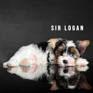 Biewer Terrier Puppy Boy Sir Logan