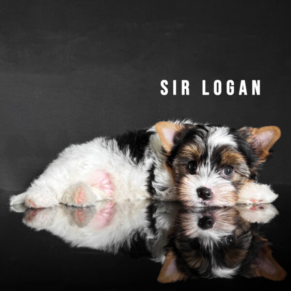 Biewer Terrier Puppy Boy Sir Logan